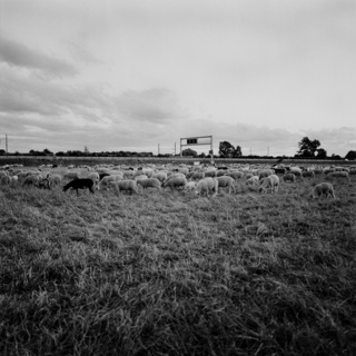 nomad herdsmen
<br>Munich outskirts